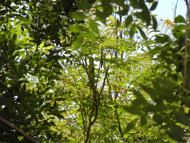 Vuela entre arboles